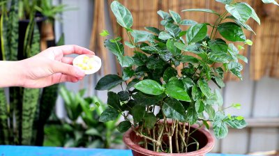 非洲茉莉怎么浇水方法 非洲茉莉的正确浇水方法