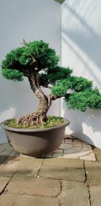 真柏盆景怎么浇水方法 如何正确给真柏盆景浇水？