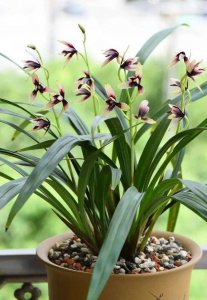 兰花喜欢阳光吗 兰花是否喜欢阳光、兰花对阳光是否有偏爱