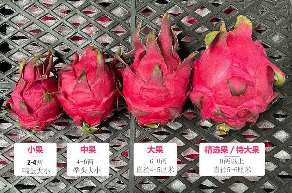 火龙果亩产量多少斤