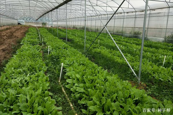 菠菜亩产量多少斤