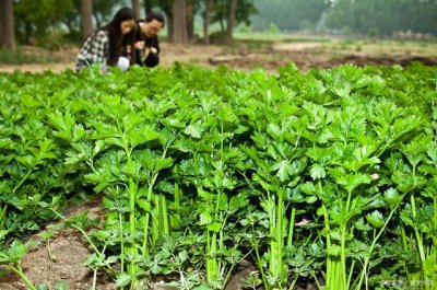 香菜亩产量多少斤 香菜每亩产量几斤？