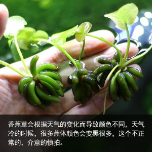 香蕉草好养吗 养香蕉草容易吗？
香蕉草养护难度如何？