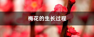 梅花生长在哪里 梅花的生长环境是什么？