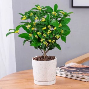 桂花盆栽好养吗 桂花盆栽容易养吗？