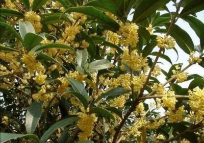 桂花树生长在哪里 在何处可见桂花树？
桂花树在何处生长？