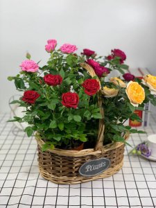 小玫瑰花好养吗 如何养小玫瑰花、小玫瑰花的养护技巧