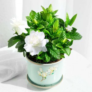 盆栽栀子花好养吗 栀子花盆栽易养吗？
