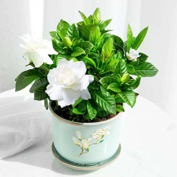 盆栽栀子花好养吗