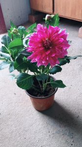 小丽花一盆种几株好 种几株植物适合小花盆？