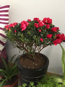 杜鹃花喜水还是喜旱 杜鹃花更适合水湿环境还是干旱环境？