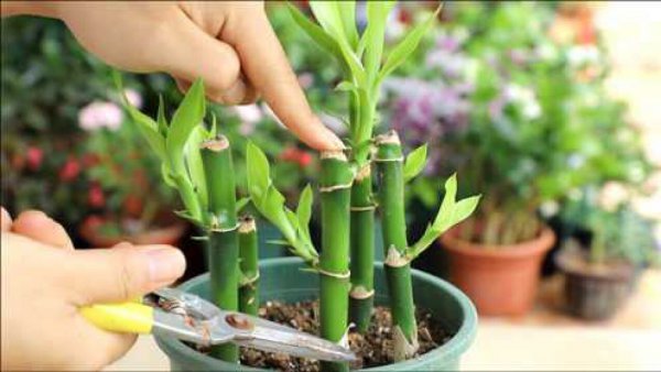 盆栽富贵竹怎么修剪
