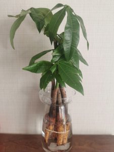 招财树可以水培吗 招财树适合水培吗？