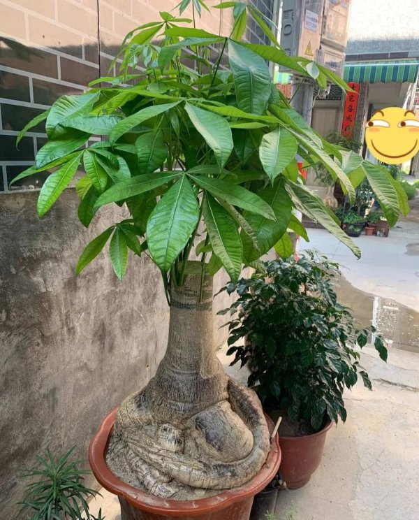 招财树什么时候换盆最好