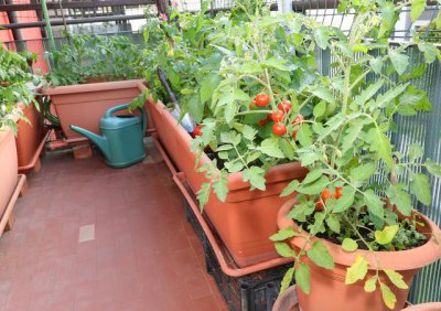 阳台花盆适合种什么蔬菜 阳台适合种什么蔬菜？