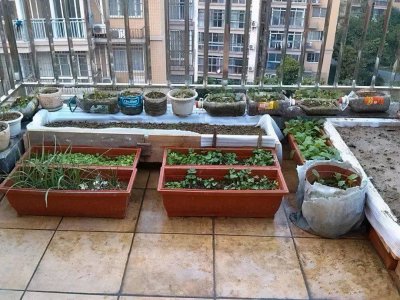 楼顶适合种什么蔬菜 楼顶适合种哪些蔬菜