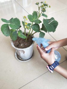 盆栽草莓多长时间浇一次水 盆栽草莓需定期浇水