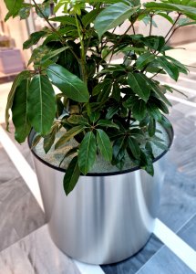 大幸福树多长时间浇一次水 大幸福树需要多久浇一次水