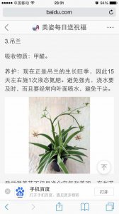 招财树多长时间浇一次水 招财树需定期浇水吗？