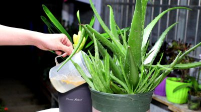 盆栽芦荟多长时间浇一次水 多久浇一次水盆栽芦荟？