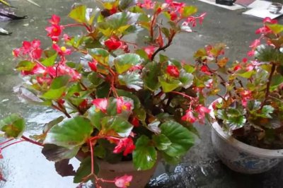 海棠花多长时间浇一次水 海棠花需定期浇水吗？