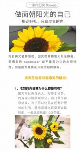 太阳花多长时间浇一次水 太阳花需定期浇水