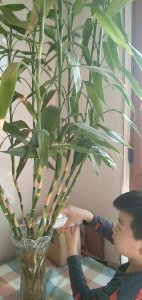 竹子多长时间浇一次水 竹子多久浇水一次？