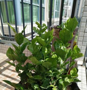 茉莉花可以浇啤酒水吗 茉莉花可以用啤酒水浇吗？