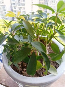 鸭掌木多长时间浇一次水 鸭掌木需定期浇水吗？