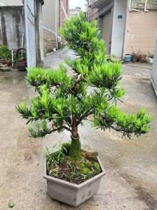 罗汉松多长时间浇一次水 罗汉松需定期浇水
