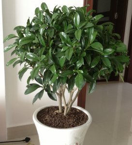 非洲茉莉多长时间浇一次水 非洲茉莉需定期浇水吗？