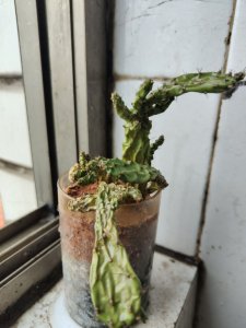仙人掌多长时间浇一次水 仙人掌多久浇水一次？