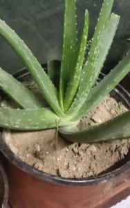 芦荟可以浇啤酒水吗 芦荟适合浇酒水吗？
