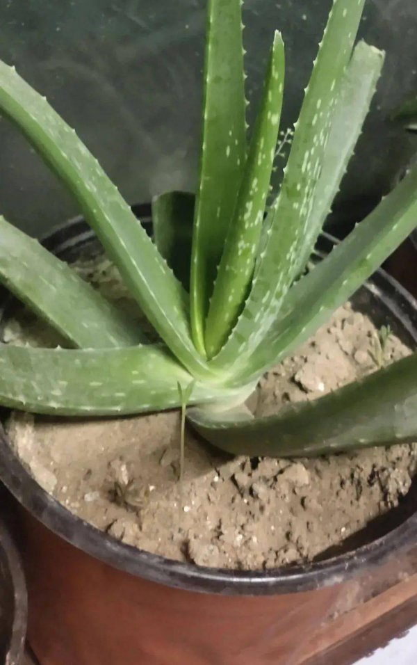 芦荟可以浇啤酒水吗