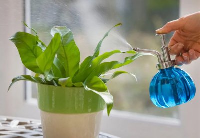 室内植物多长时间浇一次水 多久浇一次水适合室内植物？
