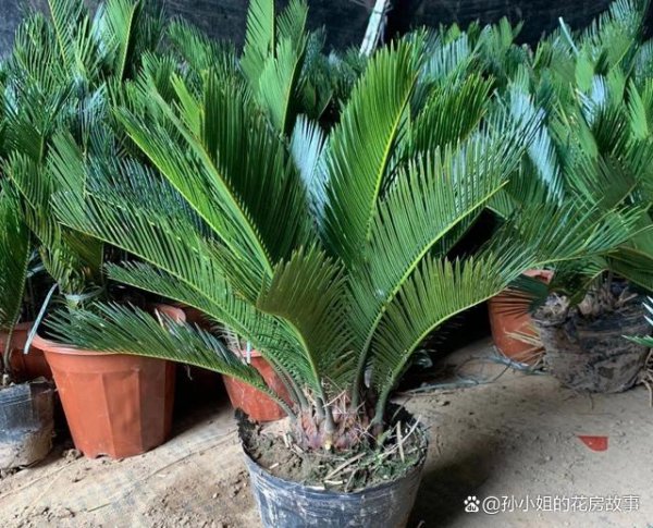 铁树多长时间浇一次水