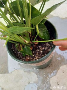 红掌可以浇啤酒水吗 红掌能浇啤酒吗？