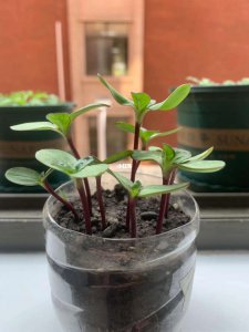 小雏菊多长时间浇一次水 小雏菊需定期浇水