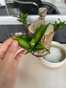 巴西木多长时间浇一次水 巴西木多久浇水一次？