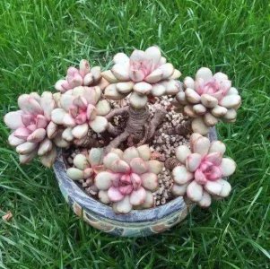 多肉可以浇啤酒水吗 可以用啤酒喂养多肉植物吗？