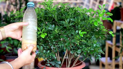 米兰花多长时间浇一次水 米兰每隔多久需要浇水？