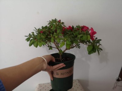 杜鹃花多长时间浇一次水 杜鹃花需定期浇水