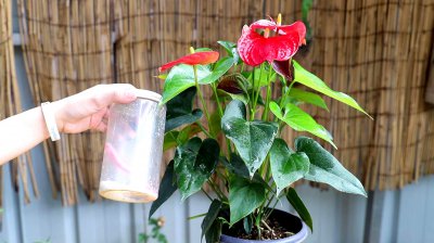 红掌多长时间浇一次水 红掌需要多久浇一次水？