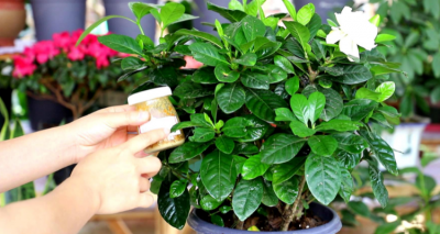 栀子花可以浇可乐吗 栀子花能被可乐浇灌吗？