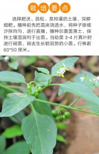 龙葵怎么留种子 如何收集龙葵的种子？
