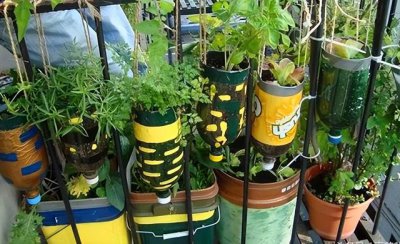花草可以浇可乐吗 植物可以用可乐浇水吗？