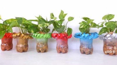 绿植可以浇可乐吗 绿植能不能浇可乐？