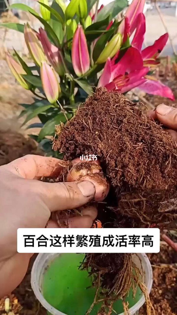 香水百合怎么留种子