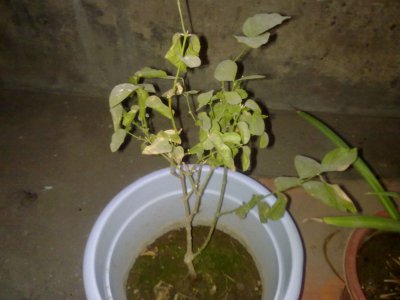 茉莉花可以浇可乐吗 茉莉花是否适合用可乐浇灌？