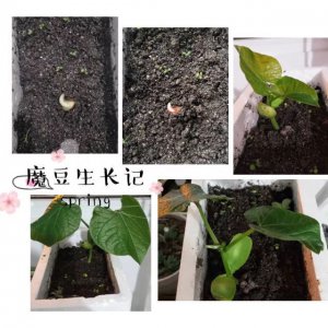 魔芋怎么留种子 如何保存魔芋种子
魔芋如何繁殖种子